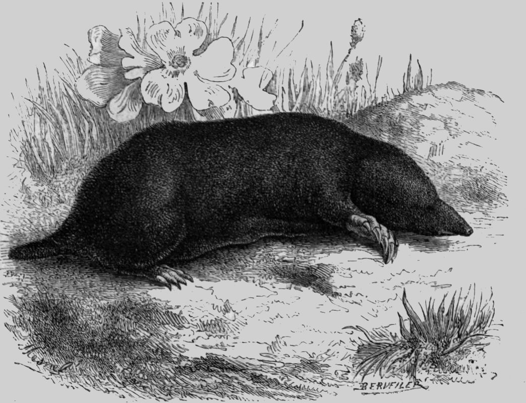 De la taupophilie