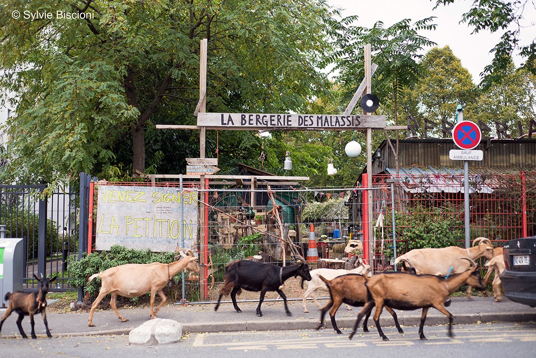 Chèvre vs bétonnière : préserver la ferme école de Bagnolet