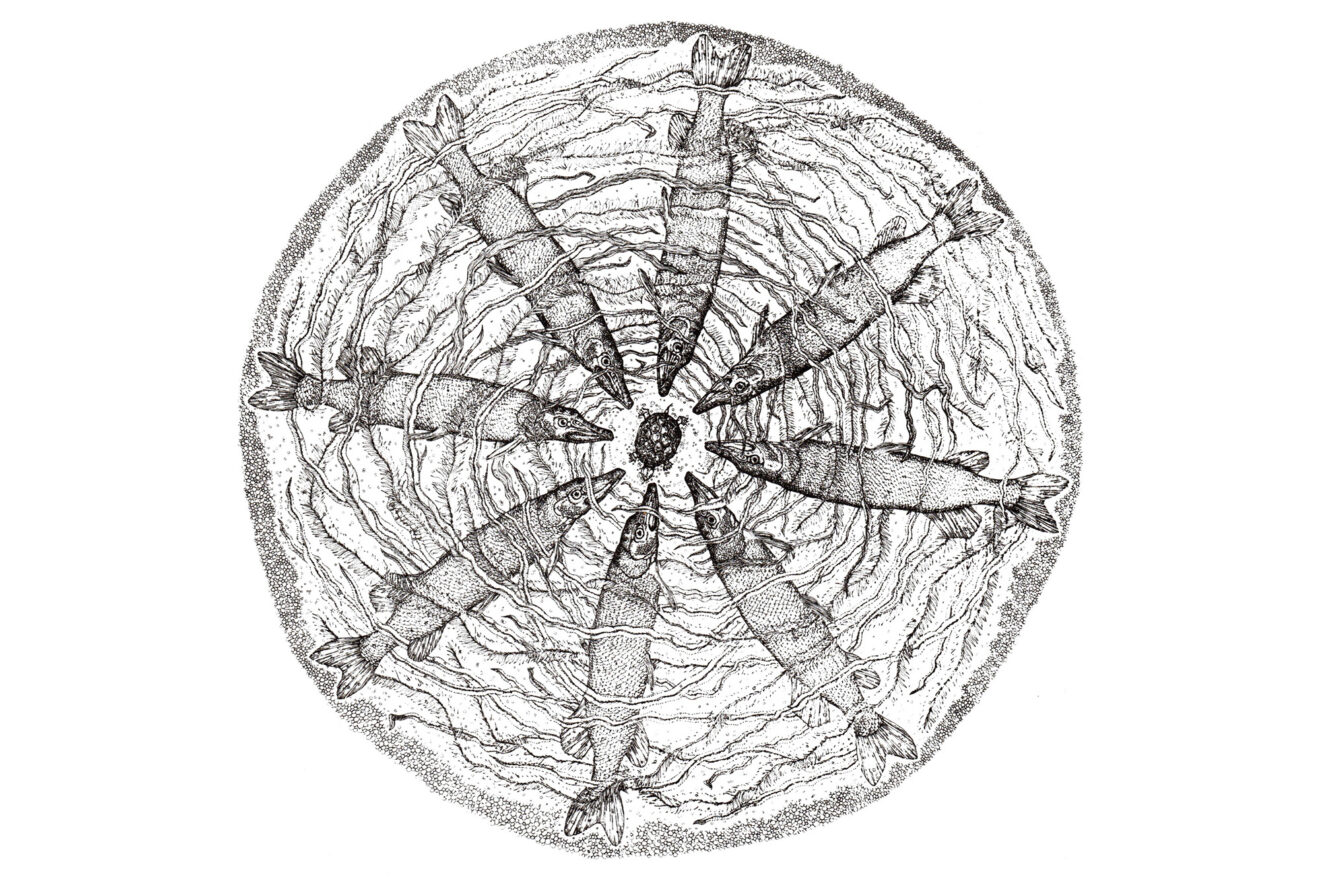 Eco-mandala, Pikes and Turtle -Jacqueline Froelich