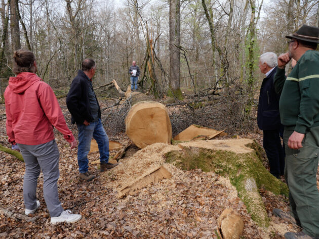 Choix des chênes avec le scieur et Hervé Probst (Barthes Bois), en présence de M. Le Maire // MO Luron / Topophile