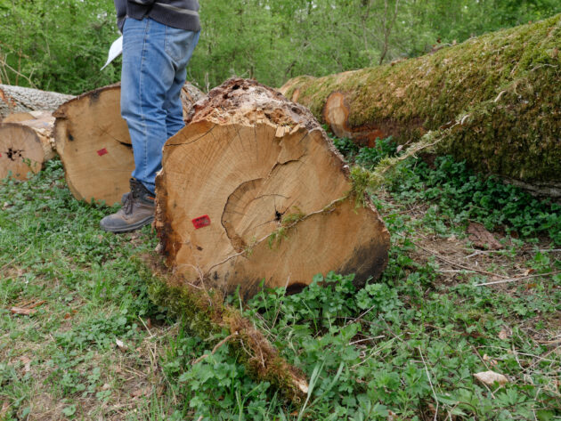 Chênes de la forêt communales de Mandres-sur-Vair abattus pour le chantier // MO Luron / Topophile