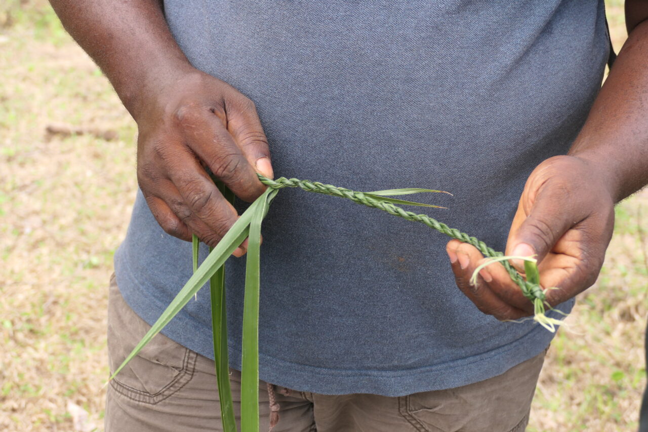 A Mayotte, reconstruire avec le bambou et l&#039;agroforesterie