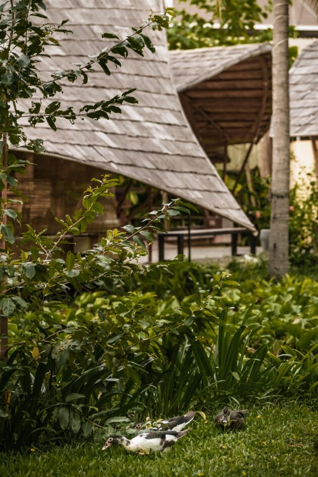 Des canards dans l'étang des jacinthes d'eau // Satcha, Cambodian Handicraft Incubation Center / Topophile