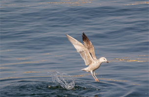 La Seine, un fleuve vivant