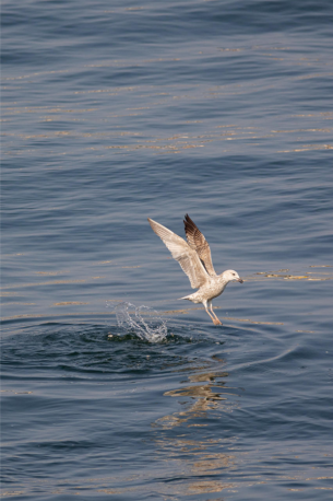 La Seine, un fleuve vivant
